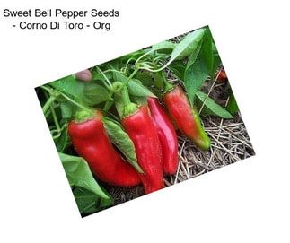 Sweet Bell Pepper Seeds - Corno Di Toro - Org