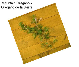 Mountain Oregano - Oregano de la Sierra