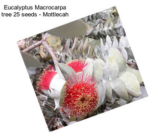 Eucalyptus Macrocarpa tree 25 seeds - Mottlecah