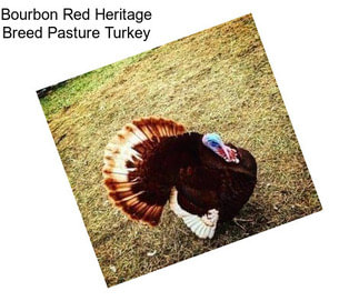 Bourbon Red Heritage Breed Pasture Turkey