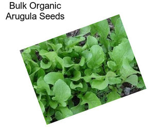 Bulk Organic Arugula Seeds