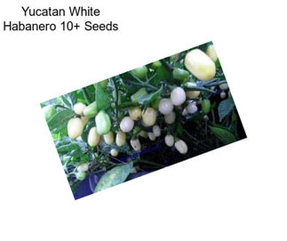 Yucatan White Habanero 10+ Seeds 
