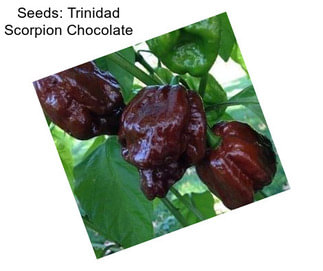 Seeds: Trinidad Scorpion Chocolate