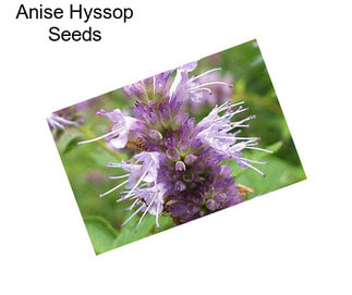 Anise Hyssop Seeds