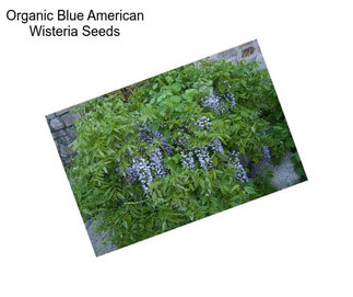 Organic Blue American Wisteria Seeds