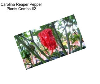 Carolina Reaper Pepper Plants Combo #2
