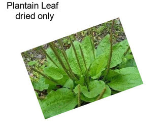 Plantain Leaf   dried only