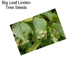 Big Leaf Linden Tree Seeds