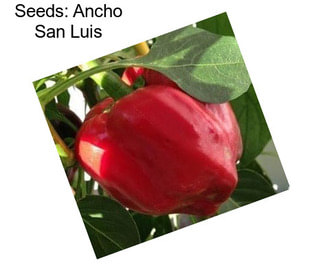 Seeds: Ancho San Luis