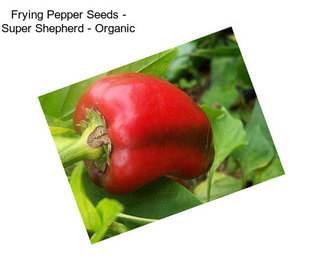 Frying Pepper Seeds - Super Shepherd - Organic
