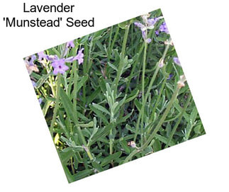 Lavender \'Munstead\' Seed