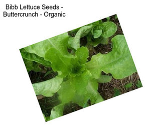 Bibb Lettuce Seeds - Buttercrunch - Organic