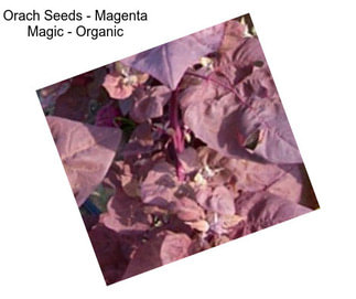 Orach Seeds - Magenta Magic - Organic