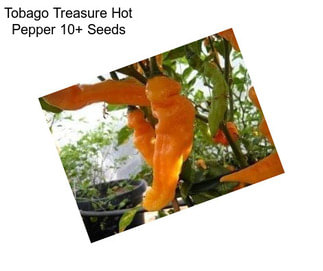 Tobago Treasure Hot Pepper 10+ Seeds