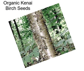 Organic Kenai Birch Seeds