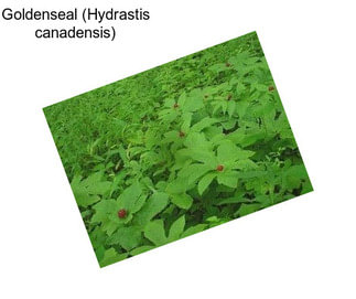 Goldenseal (Hydrastis canadensis)