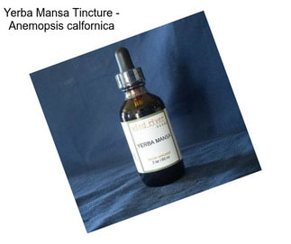 Yerba Mansa Tincture - Anemopsis calfornica