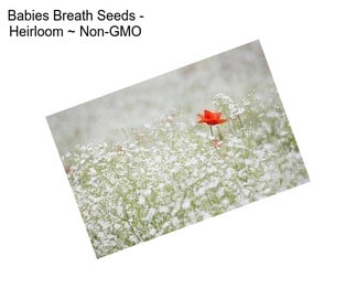 Babies Breath Seeds - Heirloom ~ Non-GMO
