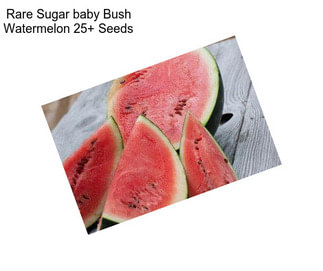 Rare Sugar baby Bush Watermelon 25+ Seeds