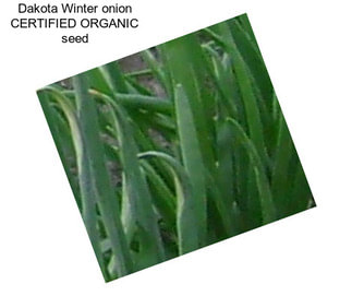 Dakota Winter onion CERTIFIED ORGANIC seed