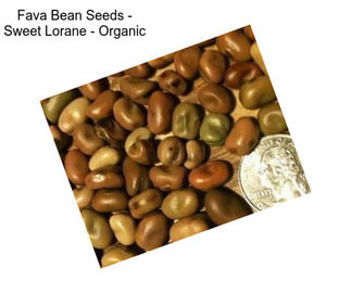 Fava Bean Seeds - Sweet Lorane - Organic