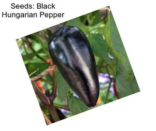 Seeds: Black Hungarian Pepper