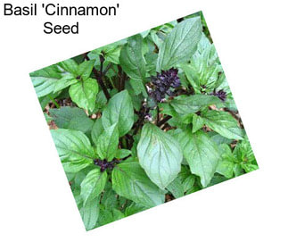 Basil \'Cinnamon\' Seed