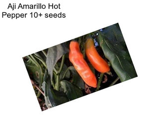 Aji Amarillo Hot Pepper 10+ seeds