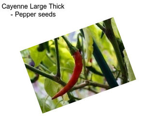 Cayenne Large Thick - Pepper seeds