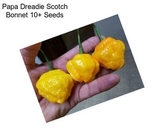 Papa Dreadie Scotch Bonnet 10+ Seeds