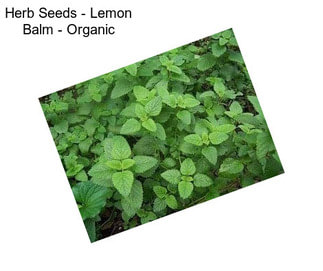 Herb Seeds - Lemon Balm - Organic