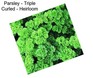 Parsley - Triple Curled - Heirloom