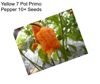 Yellow 7 Pot Primo Pepper 10+ Seeds