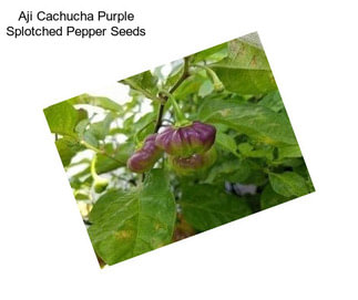 Aji Cachucha Purple Splotched Pepper Seeds