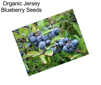 Organic Jersey Blueberry Seeds