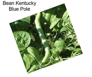 Bean Kentucky Blue Pole