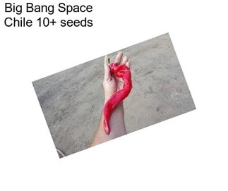 Big Bang Space Chile 10+ seeds