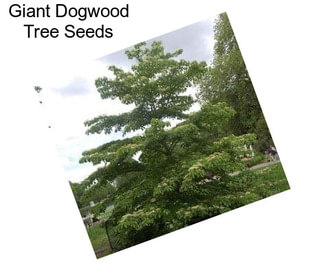 Giant Dogwood Tree Seeds