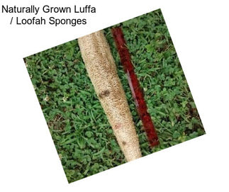 Naturally Grown Luffa / Loofah Sponges