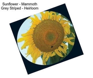 Sunflower - Mammoth Grey Striped - Heirloom