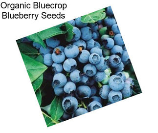 Organic Bluecrop Blueberry Seeds