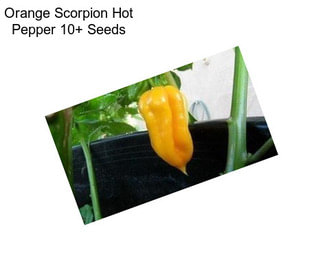 Orange Scorpion Hot Pepper 10+ Seeds