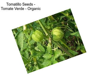 Tomatillo Seeds - Tomate Verde - Organic