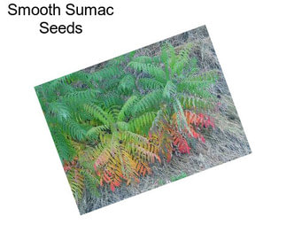 Smooth Sumac Seeds