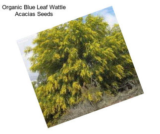 Organic Blue Leaf Wattle Acacias Seeds