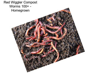 Red Wiggler Compost Worms 100+ - Homegrown