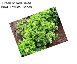 Green or Red Salad Bowl  Lettuce  Seeds