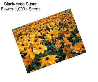 Black-eyed Susan Flower 1,000+ Seeds