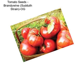Tomato Seeds - Brandywine (Sudduth Strain)-OG