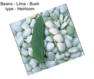 Beans - Lima - Bush type - Heirloom
